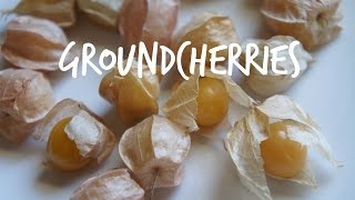 Tasting Groundcherries [upl. by Damian93]