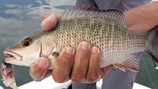 2 Tricks To Catching Big Mangrove Snapper Inshore [upl. by Crabb933]