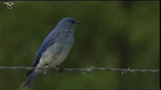 Male Mountain Bluebird [upl. by Parrnell380]