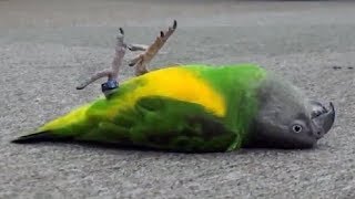 Funnniest Parrots compilation  Animaux drôles 2018 [upl. by Houlberg]