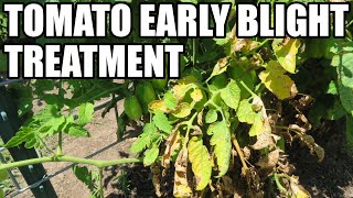 Tomato early blight treatment [upl. by Murielle762]