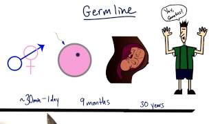 Somatic vs Autonomic Nervous System  Physiology [upl. by Avlis]