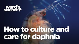 Caring and Culturing for Daphnia [upl. by Oicnoel433]