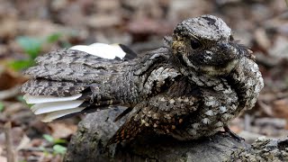 Eastern whippoorwill threat display [upl. by Mosi]