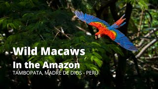 Wild Macaws in the Amazon Jungle Rainforest  Tambopata PERU [upl. by Dymoke]