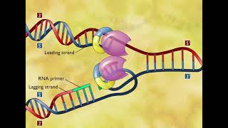 DNA Replication 3D Animation [upl. by Htnnek333]