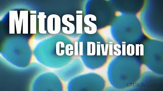 Mitosis Cell Division In 6 Minutes [upl. by Wini]