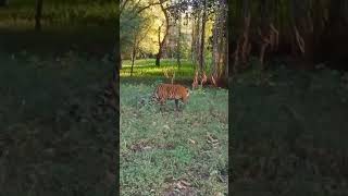 Ranthambore National Park Safari Park [upl. by Hsirrap]