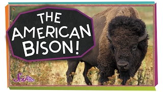 Meet the American Bison [upl. by Zonda]