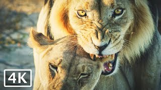 Lions Mating in the Kalahari Desert  4K African animals and wildlife [upl. by Coshow]