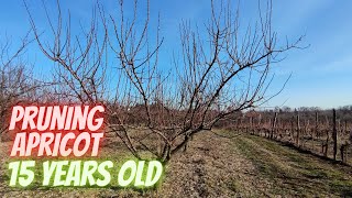 How to prune apricot [upl. by Platus]