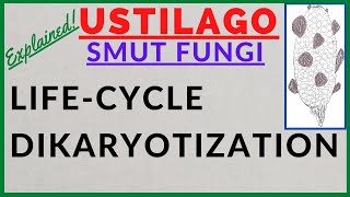 Fungus Ustilago  Smut Fungi  Smut Disease  Dikaryotization  Life Cycle Alternation of Generation [upl. by Giustino]