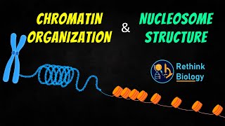 Chromatin Organization Animation  Nucleosome Structure [upl. by Porush120]