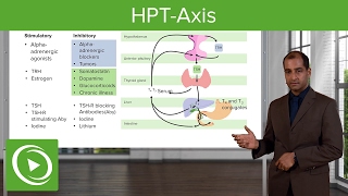 Hypothalamic–Pituitary–Thyroid Axis HPTAxis – Pathology  Lecturio [upl. by Betthel]