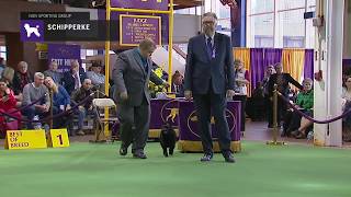 Schipperkes  Breed Judging 2019 [upl. by Iris]