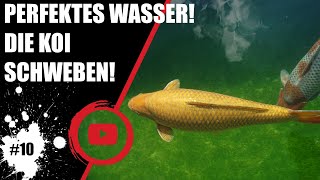 Koiteichblog 10 ★ Mein Koiteich Wasserqualität nach vier Wochen [upl. by Nossaj122]