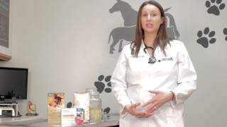 Heartworm Treatment Part II  Treating an Infected Dog [upl. by Lemuelah]