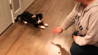 Logan the Entlebucher at 10 weeks [upl. by Nannek]