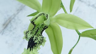 Coelogyne pandurata Massy [upl. by Ozzy]