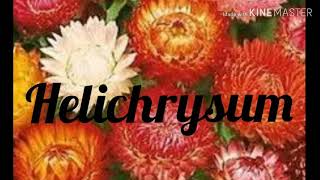 How to grow and care of Helichrysum flowers from seeds [upl. by Assilak795]