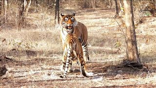 ranthambore national park ranthambore [upl. by Seiuqram]