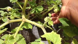 Growing ground cherries in containers [upl. by Ferdinana]