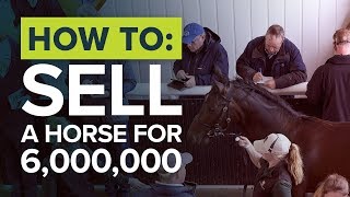 SIX MILLION FOR A RACEHORSE  Most expensive horse auction at Tattersalls Newmarket [upl. by Frierson]