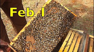 Overwintering Bees In South Georgia [upl. by Ericksen]