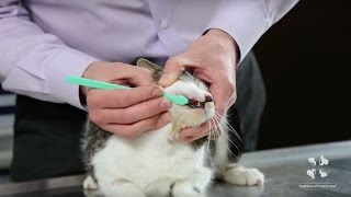 How to Brush Your Cats Teeth  Vet Tutorial [upl. by Sucramed]