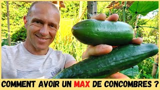 CONCOMBRES AU POTAGER  Taille tuteurage variétés [upl. by Akeryt83]