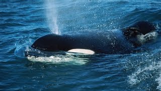 Keiko the killer whale lived in the ocean following captivity [upl. by Bethesda483]