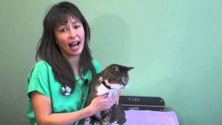 How to use an asthma Inhaler in your cat  Dr Justine Lee [upl. by Odrick640]