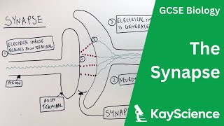 The Synapse  GCSE Biology  kaysciencecom [upl. by Angelina]