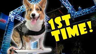 CORGI ATTEMPTS DOG AGILITY OBSTACLE COURSE FOR 1ST TIME [upl. by Retepnhoj]