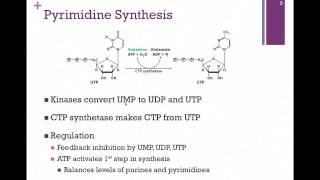 141Pyrimidine Synthesis [upl. by Danielson]