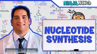 Metabolism  Nucleotide Synthesis  Purine amp Pyrimidine Synthesis [upl. by Leunamnauj168]