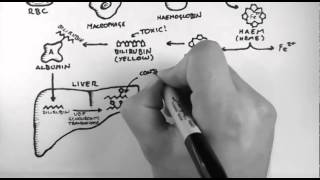 Bilirubin 1  Bilirubin Pathway [upl. by Atalanti]