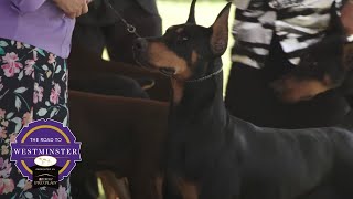 Best of Breed Minute Doberman [upl. by Neysa]