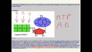 CORSO DI BIOLOGIA GENERALE  LEZIONE 21  ADENOSINA TRIFOSFATO  ATP ADP AMP [upl. by Frazier]