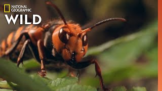 The Murder Hornet  10 Animals That Can Kill You [upl. by Marlene]