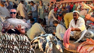 Explore Karachi Fishery amp New Fish Pricesquot Morning Fish Market  Seafood Wholesale Rates in Pakistan [upl. by Carrie450]