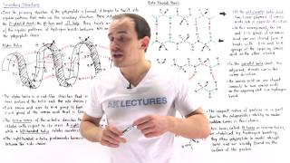 Secondary Structure of Proteins [upl. by Kaliope483]