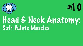 Head amp Neck Anatomy  Soft Palate Muscles  INBDE [upl. by Ashla]