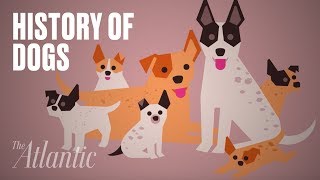 The Origin of Dogs [upl. by Loren]