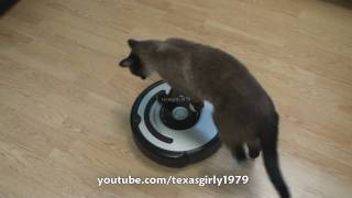 Cat shows HOW TO use iRobot Roomba Vacuum [upl. by Elocaj211]