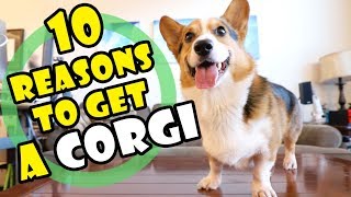 10 Reasons Why You SHOULD Get a CORGI Puppy  Extra After College [upl. by Alisha947]