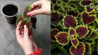 How to grow Coleus from cutting [upl. by Eiliab507]