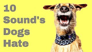 Top 10 Sounds Dogs Hate [upl. by Stagg]