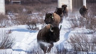 Wild Bison Return to Banff National Park [upl. by Chrisy]