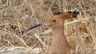 Ptice Hrvatske  Pupavac Upupa epops Birds of Croatia  Hoopoe 13 [upl. by Elorak]